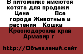 В питомнике имеются котята для продажи › Цена ­ 30 000 - Все города Животные и растения » Кошки   . Краснодарский край,Армавир г.